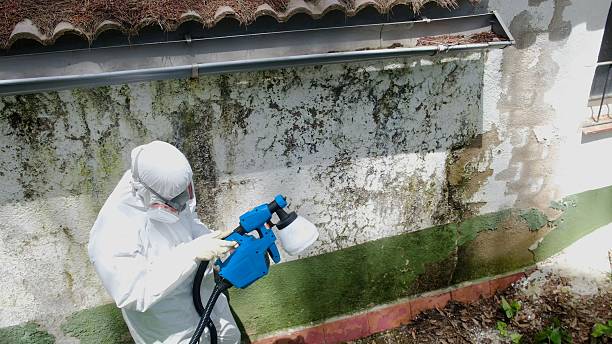 Trusted Crawl Space Mold Removal service in Centreville, IL - Cheap Mold Removal
